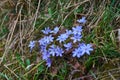 Anemone, wind flower in blossom