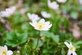 Anemone, wind flower in blossom