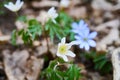 Anemone, wind flower in blossom