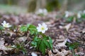 Anemone, wind flower in blossom