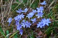 Anemone, wind flower in blossom