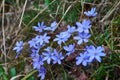 Anemone, wind flower in blossom