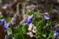 Anemone, wind flower in blossom