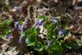 Anemone, wind flower in blossom