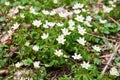 Anemone, wind flower in blossom