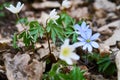 Anemone, wind flower in blossom