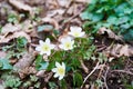 Anemone, wind flower in blossom