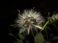 Anemone wind flower dark background