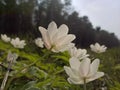 Anemone windflower - from below