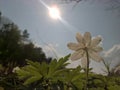 Anemone windflower - happy sun