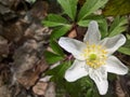 Anemone windflower - single