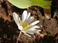 Anemone withe, earthy green background