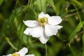 Anemone x hybrida `Honorine Jobert`