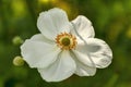 Anemone x Hybrida `Honorine Jobert`