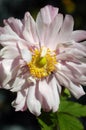 Pale pink Japanese Anemone flower