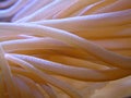 Anemone2 Royalty Free Stock Photo