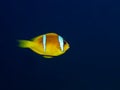 Anemonefish Royalty Free Stock Photo