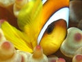 Anemonefish Royalty Free Stock Photo