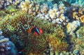 Anemonefish in actinia. Tropical seashore animal underwater photo. Coral reef animal.