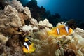 Anemonefish, anemone and coral