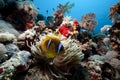 Anemonefish and anemone in the Red Sea