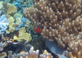 Anemonefish in coral reef, underwater photo. Orange clownfish look into camera. Curious and cute Nemo fish