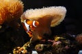 Anemonefish Royalty Free Stock Photo