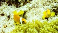 Anemonefish hiding in its anemone, Maldives.