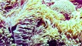 Anemonefish hiding in its anemone, Maldives.