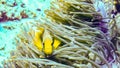 Anemonefish hiding in its anemone, Maldives.