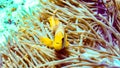 Anemonefish hiding in its anemone, Maldives.