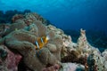 Anemonefish in its host anemone Royalty Free Stock Photo