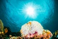 Anemonefish kapoposang Indonesia hiding inside anemone diver