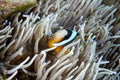 Anemonefish kapoposang Indonesia hiding inside anemone diver Royalty Free Stock Photo