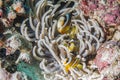Anemonefish kapoposang Indonesia hiding inside anemone diver Royalty Free Stock Photo