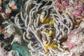 Anemonefish kapoposang Indonesia hiding inside anemone diver