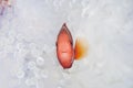 Anemonefish live in bleached sea anemone Royalty Free Stock Photo