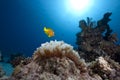 Anemonefish, ocean and bubble anemone Royalty Free Stock Photo