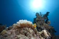 Anemonefish, ocean and bubble anemone