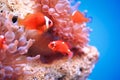 Anemonefish on sea anemone background Royalty Free Stock Photo