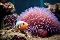 anemonefish and sea anemone symbiotic relationship in focus