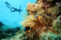 Anemonefish and Snorkeller