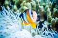 Anemonefish swimming in Bunaken, North Sulawesi, Indonesia