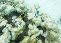 Anemonefish and Three-striped Damselfish Royalty Free Stock Photo