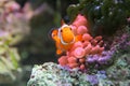 Anemonefish with water anemones