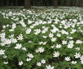 Anemones Royalty Free Stock Photo