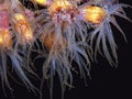 Anemones