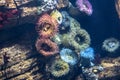 Anemones in aquarium of the oceanario, Lisbon Royalty Free Stock Photo