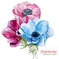 Anemones