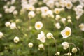 Anemones bloom in a group on a spring green meadow in the soft light of the morning. Background. Selective focus in the